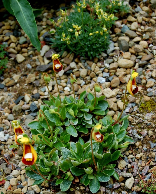 Calceolaria uniflora